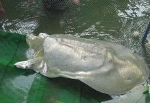 Cộng đồng quốc tế tăng mức bảo vệ rùa Hoàn Kiếm Cộng đồng quốc tế tăng mức bảo vệ rùa Hoàn Kiếm