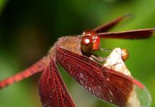 Máy bay lượn tự do như côn trùng