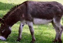 Lừa tùng xẻo, món ăn đẫm máu nhất của người Trung Quốc