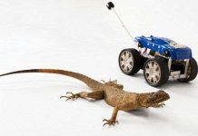 Robot có đuôi như thằn lằn Robot có đuôi như thằn lằn