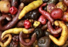 Peru chuẩn bị đưa 100 giống khoai lên Sao Hỏa