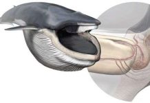 Mỹ phát triển mô phổi và thiết bị phổi nhân tạo Bí mật về hàm cá voi