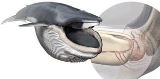 Bí mật về hàm cá voi