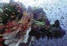 Bệnh sâu răng và sự chết của rạng san hô