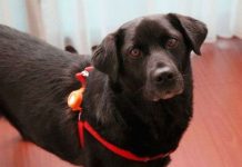 Thiết bị có thể "đọc vanh vách" suy nghĩ động vật