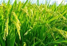 Phân bón sản xuất bằng ánh sáng Mặt Trời