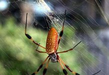 Tơ nhện dẫn nhiệt tốt nhất