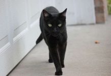 Truyền thuyết về điềm xui xẻo do mèo đen mang lại