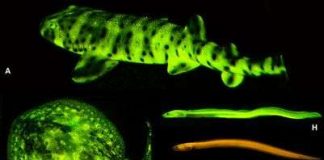 Phát hiện hơn 180 loài cá phát sáng mê hoặc trong biển