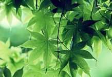 Vi mạch quang hợp như lá cây