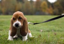 Tại sao động vật nuôi lại có đôi tai cụp?