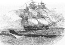 Rồng biển – huyền thoại và sự thực Rồng biển - huyền thoại và sự thực