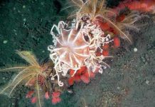 Một phát hiện gây kinh ngạc dưới đáy biển Thái Bình Dương Một phát hiện gây kinh ngạc dưới đáy biển Thái Bình Dương