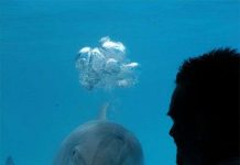 Thiết bị giúp người nói chuyện với cá heo Thiết bị giúp người nói chuyện với cá heo