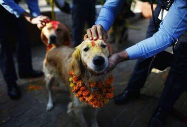 Lễ hội cảm ơn chó ở Nepal