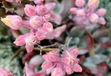 Thực vật cũng biết nói