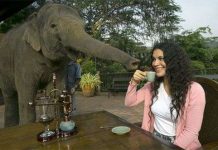 Tại sao cà phê phân voi đắt nhất hành tinh?