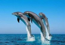 Cá heo luôn thức và ngủ cùng lúc