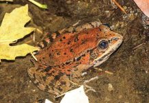 Dùng thuật toán để phát hiện loài ếch sắp tuyệt chủng