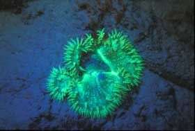 Nha Trang: Sinh vật biển phát sáng