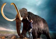 Công nghệ phát triển làm hồi sinh những loài đã tuyệt chủng?