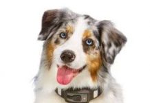 Vòng đeo cổ giám sát sức khỏe vật nuôi Voyce