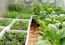 Trồng rau xanh sạch trong nhà nơi phố thị