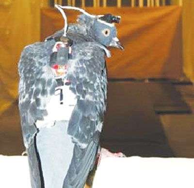 Nghiên cứu chim bay để chế tạo phi công robot