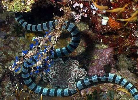 10 loài sinh vật biển đáng sợ nhất