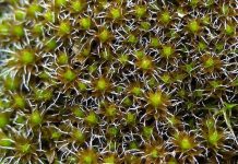 Chế tạo thành công lớp phủ ngăn nước tiểu văng tung tóe