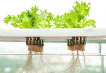 Thử nghiệm phương pháp thủy canh bằng nước thải ở Đức