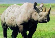 Bảo tồn động vật nhờ tạo ra tế bào gốc đông lạnh