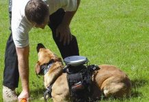 Điều khiển chó từ xa