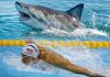 Đặc điểm giúp cá mập trắng đánh bại kình ngư Michael Phelps