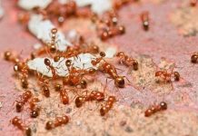 Phát hiện ra vật liệu siêu bền từ kiến lửa