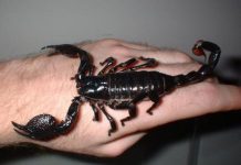 Đột phá trong mổ tim bằng nọc độc bọ cạp Đột phá trong mổ tim bằng nọc độc bọ cạp