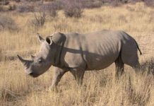 Công nghệ cao giúp giảm nạn săn tê giác trái phép