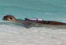 Hải cẩu sản xuất phim tại Mỹ