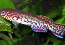 Loài cá bị biến đổi gen vì vụ tràn dầu vịnh Mexico Loài cá bị biến đổi gen vì vụ tràn dầu vịnh Mexico