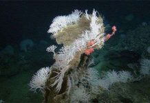 Phát hiện bốn loài bọt biển ăn thịt mới