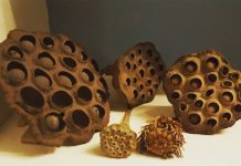 Cuối cùng cũng tìm ra lý do vì sao 15% dân số sợ những tấm ảnh thủng lỗ chỗ