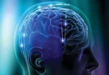 Da thuộc có ảnh hưởng đến hoạt động của não bộ?