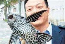 Cá 6 vây Cá 6 vây