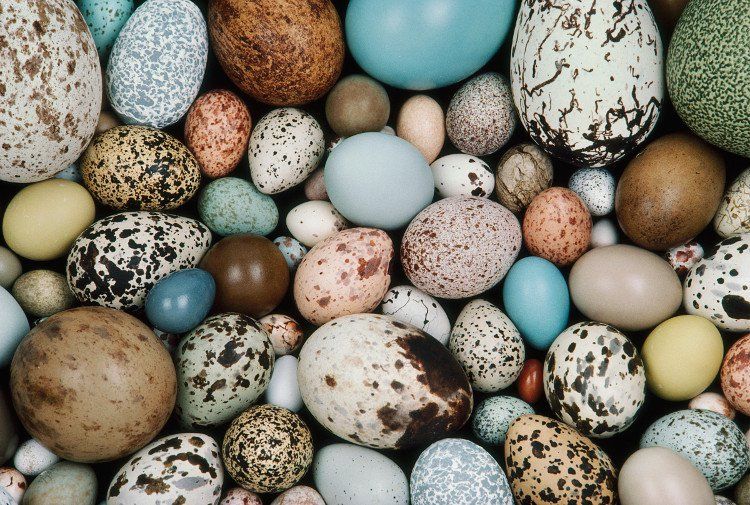 Vì sao trứng chim có hình dáng khác nhau?