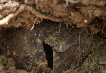 Cái chết kì lạ của những người nhập cư Ireland