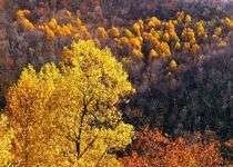 Cây chạy trốn thay đổi khí hậu