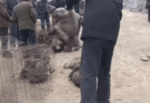 Sự thật tàn ác trần trụi trong các lò nuôi của ngành công nghiệp lông thú