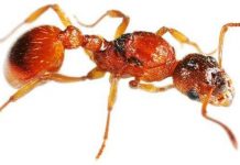 Bí mật tương ớt làm từ kiến "khổng lồ" ở Venezuela