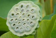 Nguồn gốc của chứng sợ lỗ trypophobia