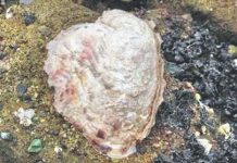 Vì sao hàu bám rất chắc?